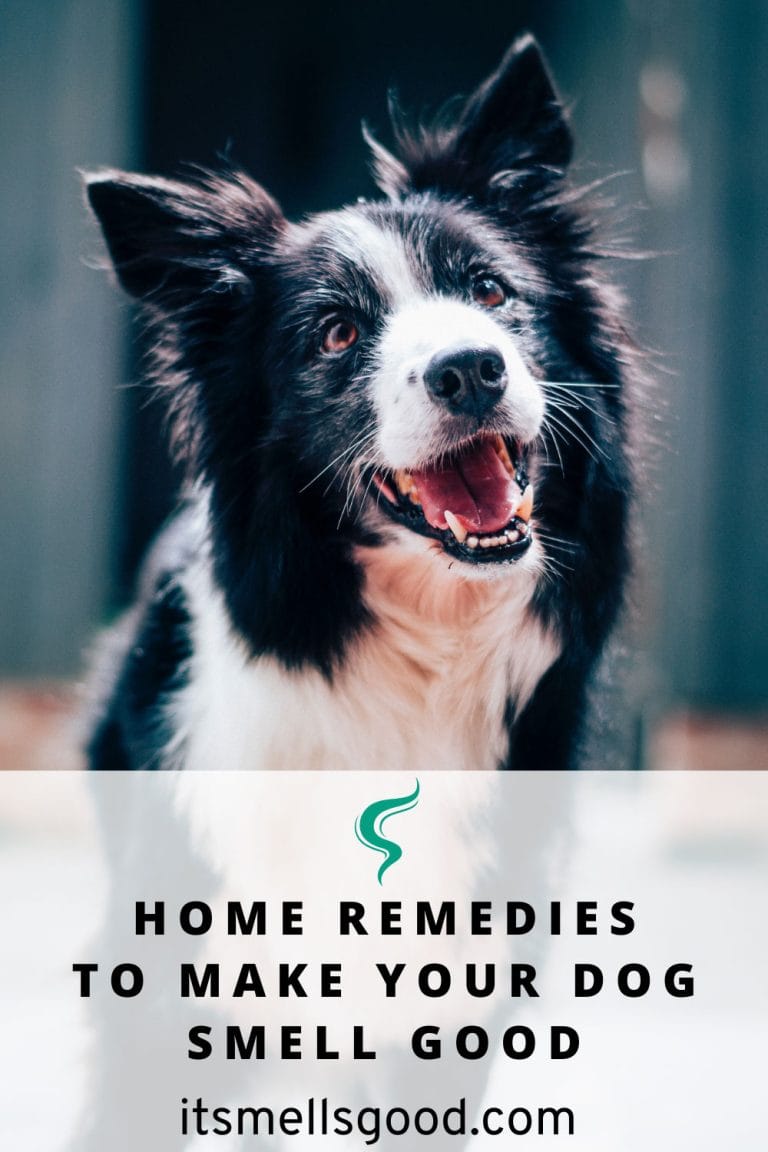 Home Remedies For Smelly Dog Tips To Get Rid Of Pet Odors
