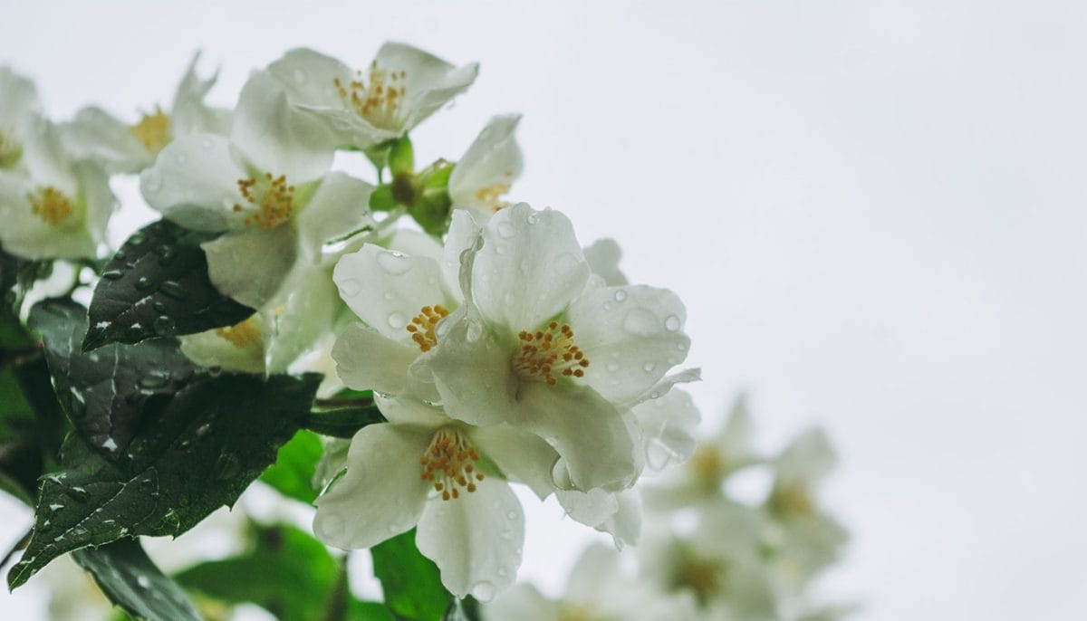 fragrant indoor plants