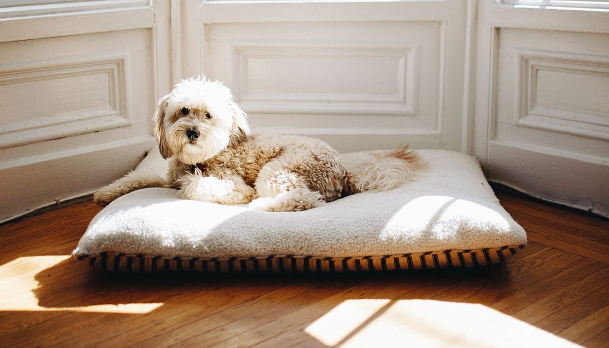 home remedies for smelly dog