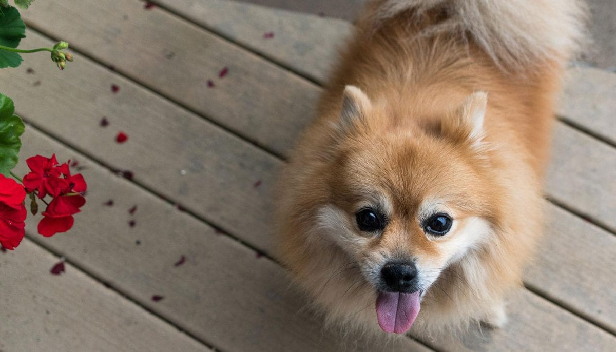 is dog perfume safe