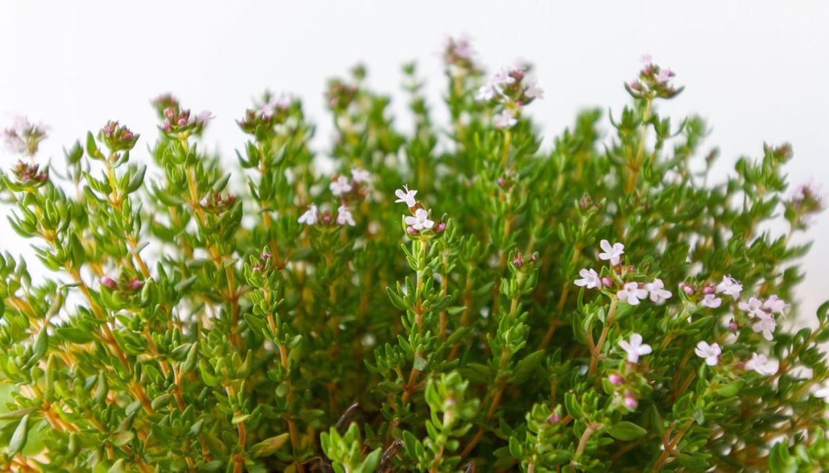 DIY - Thyme Disinfectant Spray