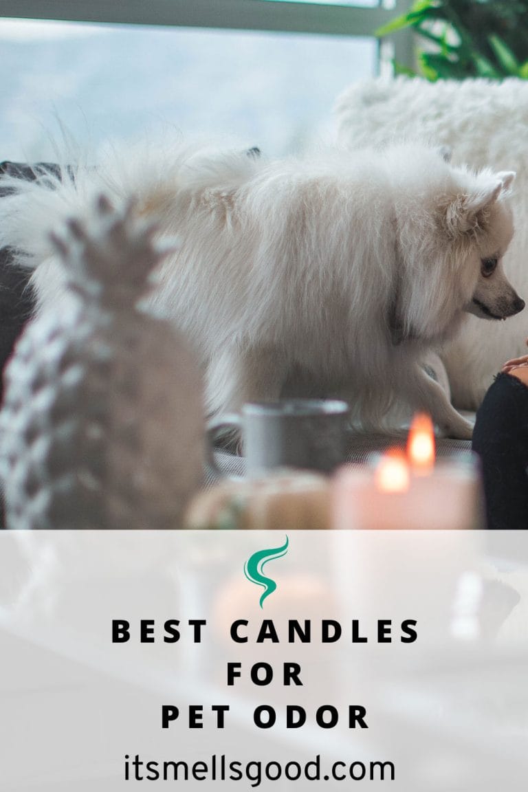 6 Candles for Pet Odor that actually work