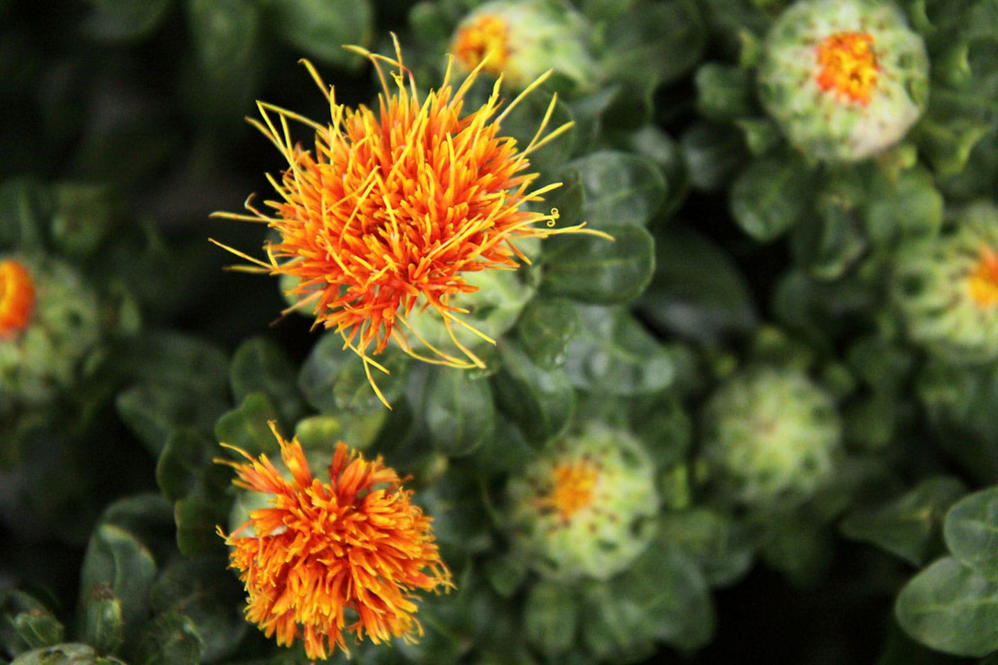 Best Carrier Oil for Reed Diffuser