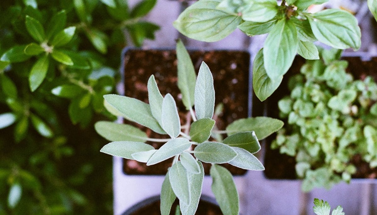 best smelling herbs to grow indoors