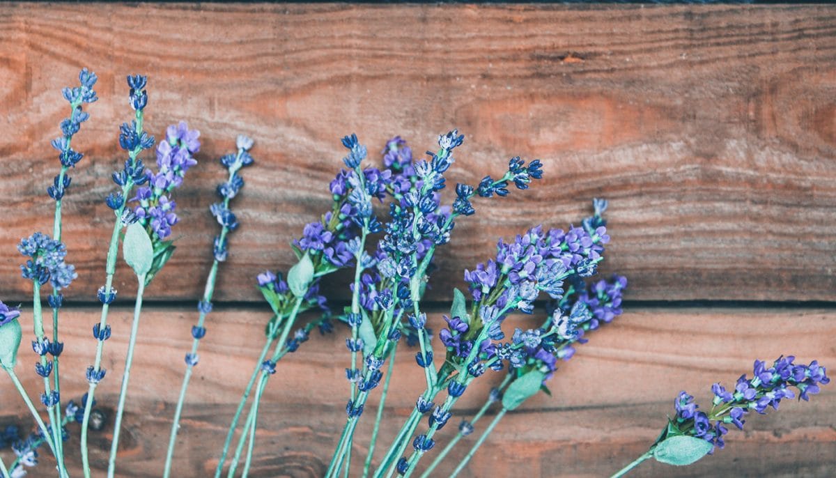 lavender fragrant herb