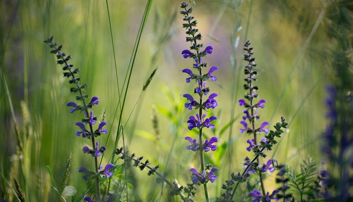 clary sage flowers