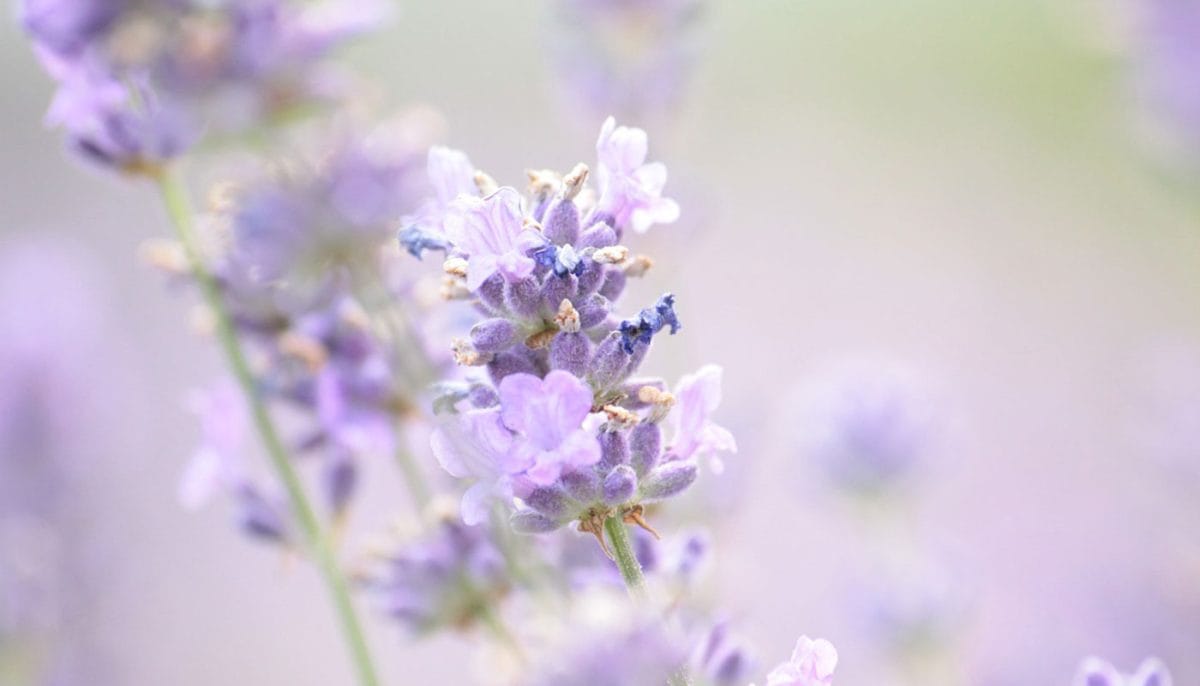 lavender scent for bedroom