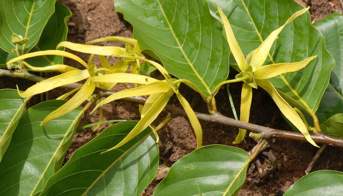 yellow ylang ylang blossom
