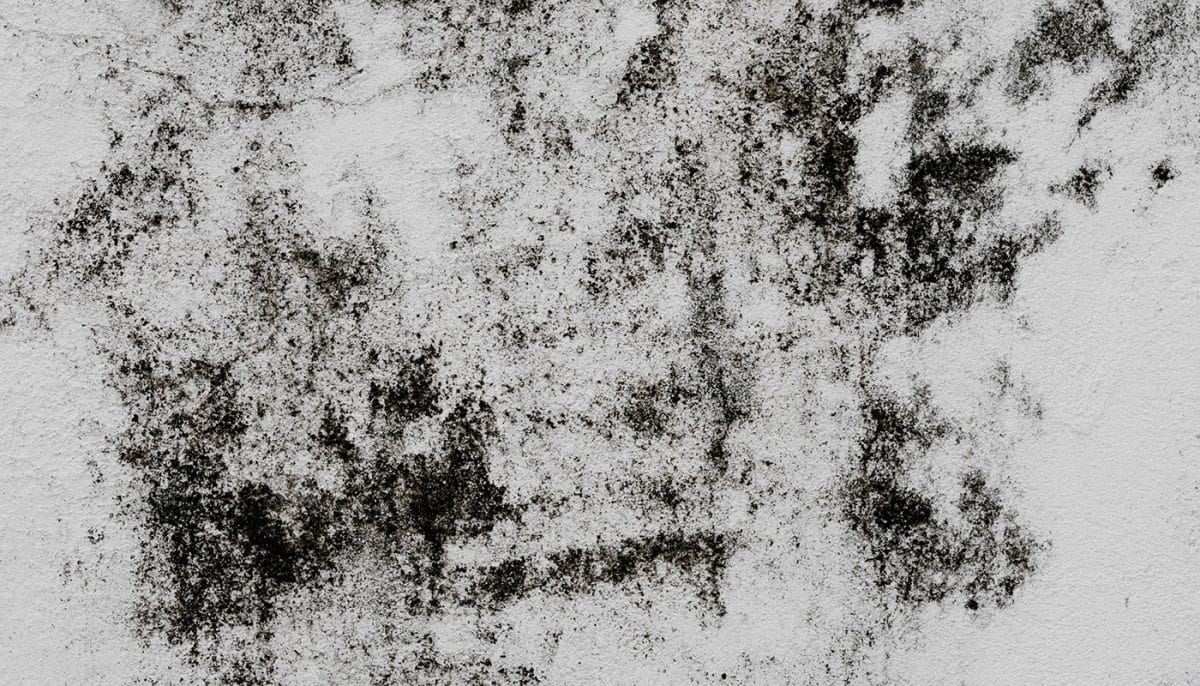 black mold in bathroom