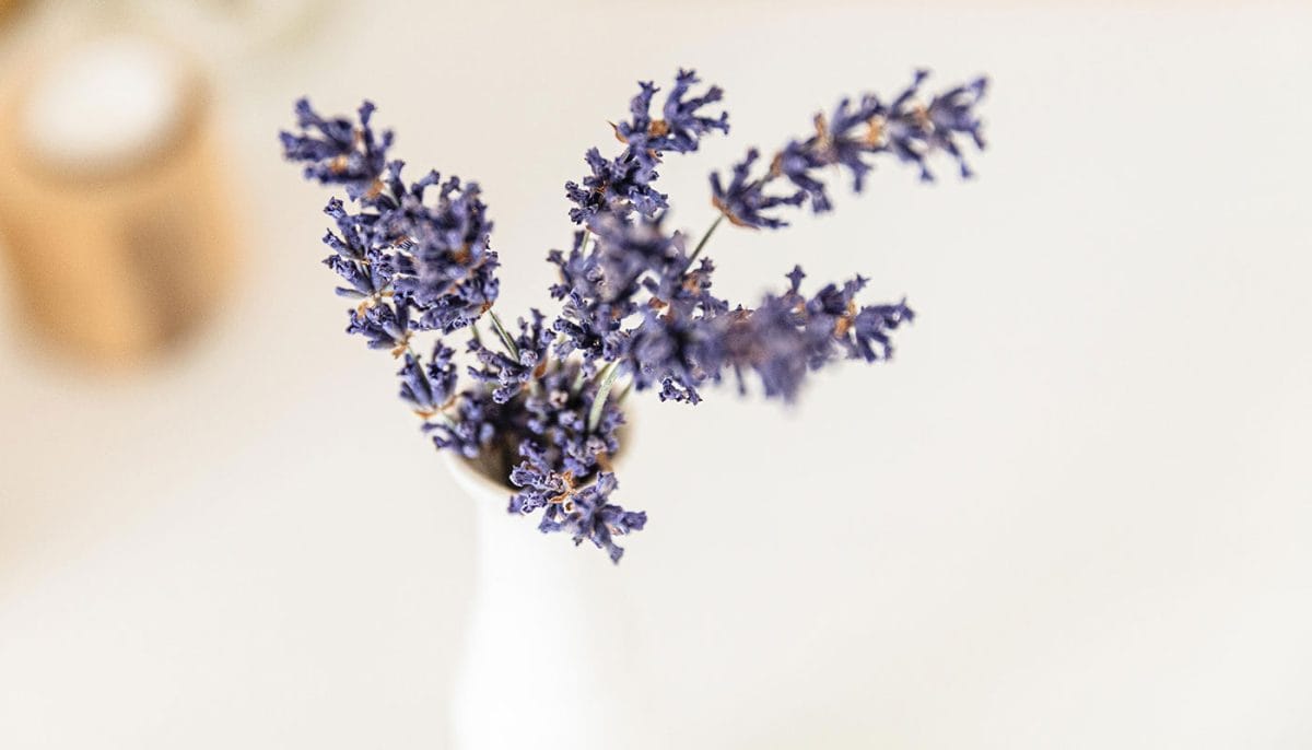 lavender flower in white ceramic vase