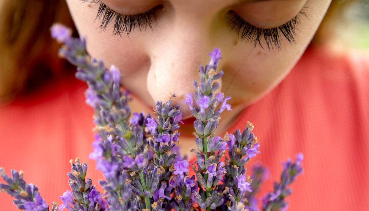 woman smelling fresh lavenders