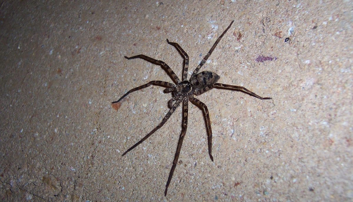 big spider on the floor