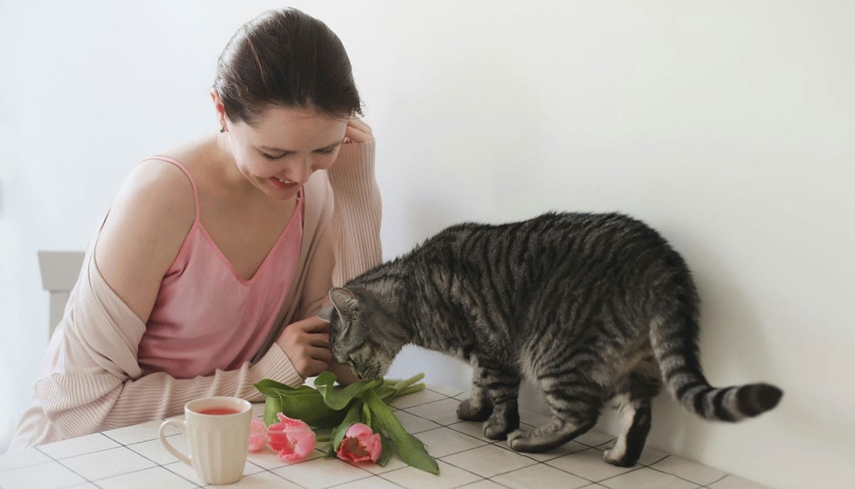 cat smell bad while discovering a flower on the desk