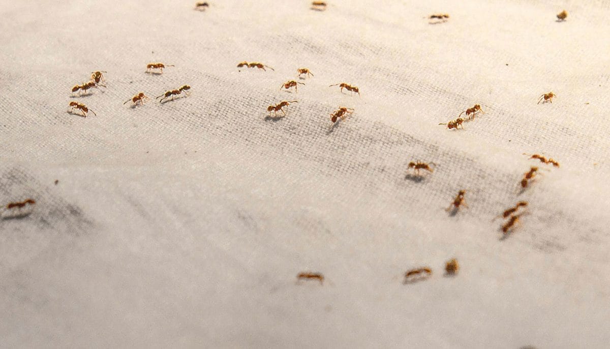get rid of ants with scents