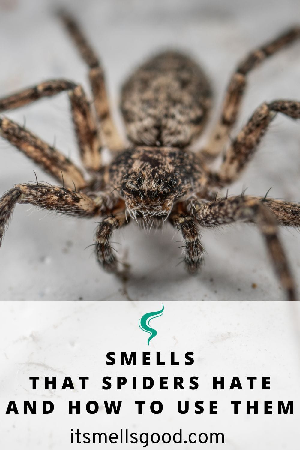 scents that repel spiders - Pin image