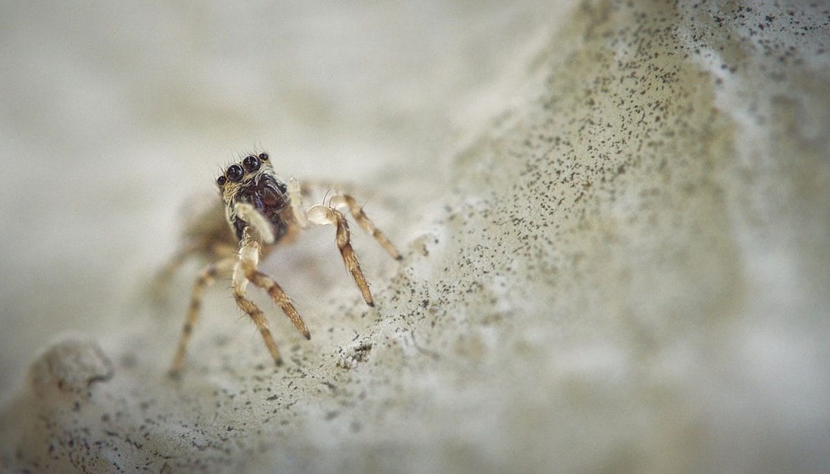 spider repellent scents